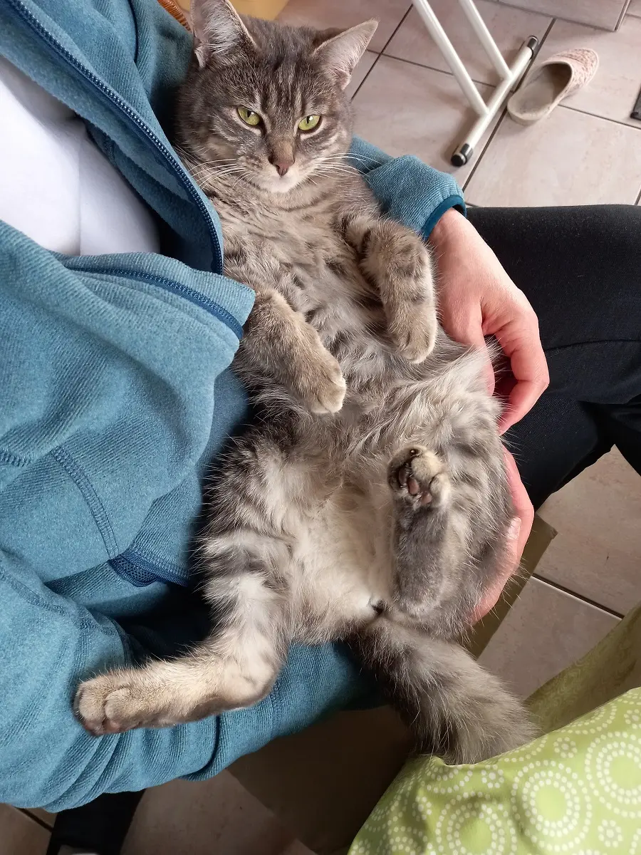Chatte Perdue 68 Haut-Rhin Chatte Perdue 68 Haut-Rhin