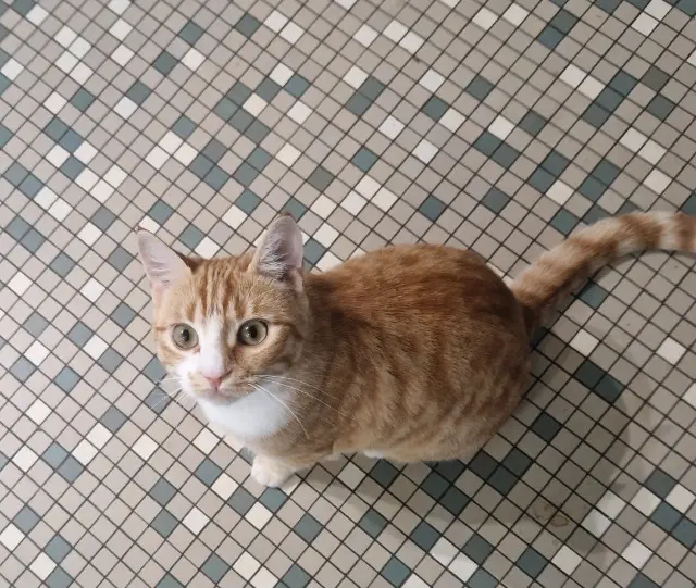 chatte lost   68120 Pfastatt Ginette