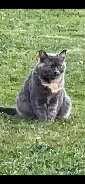 chatte lost   68530 Buhl Gnagna