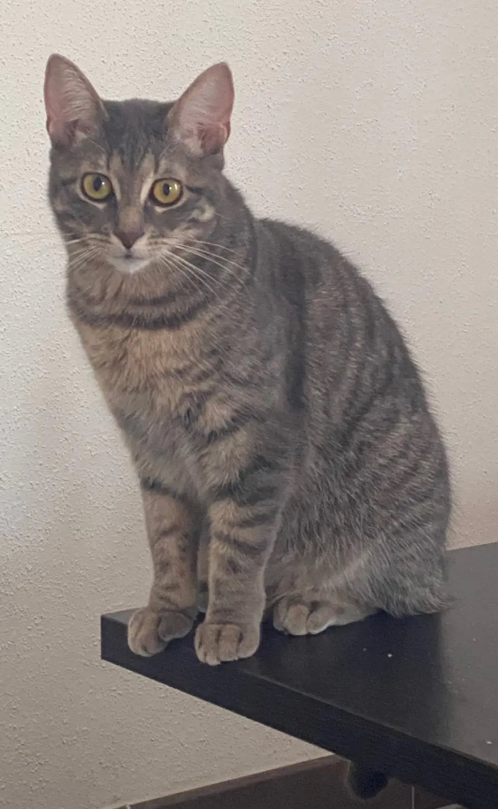 Chatte Perdue 68 Haut-Rhin - Gribouille Chatte Perdue 68 Haut-Rhin - Gribouille