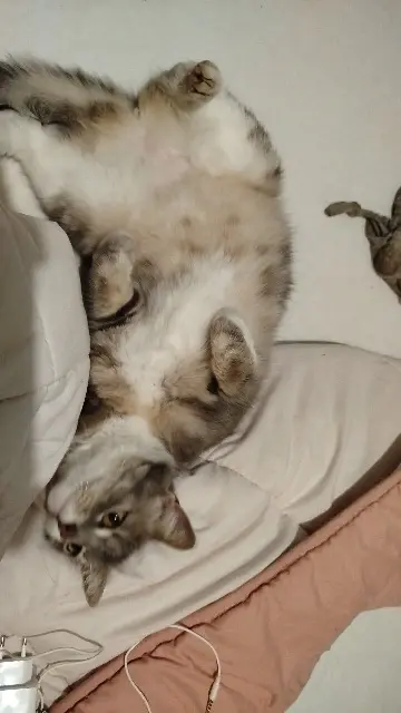 chatte lost   68550 Saint-Amarin Grizette