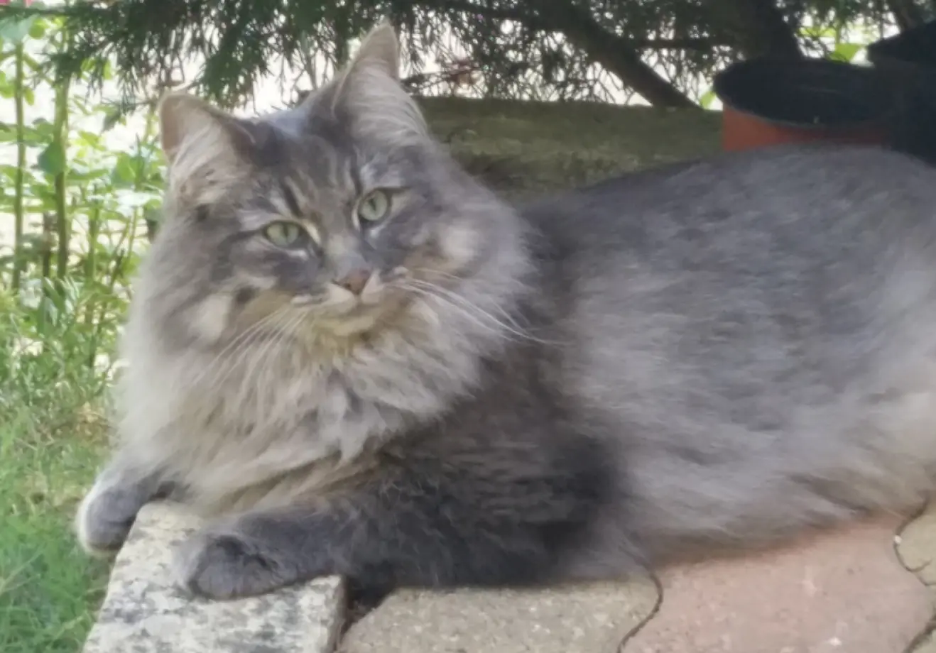 Chatte Perdue 68 Haut-Rhin - Guim Chatte Perdue 68 Haut-Rhin - Guim