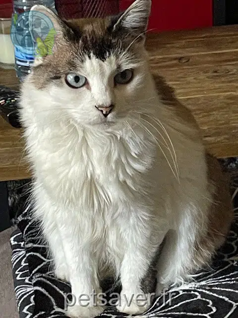 chatte lost   68500 Guebwiller Guimauve