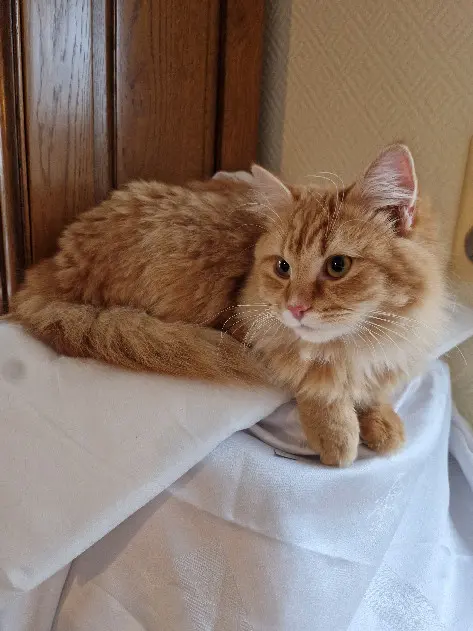Chatte Perdue 68 Haut-Rhin - Guizmo Chatte Perdue 68 Haut-Rhin - Guizmo