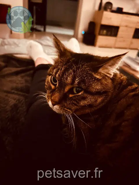 chatte lost   68420 Eguisheim Happy