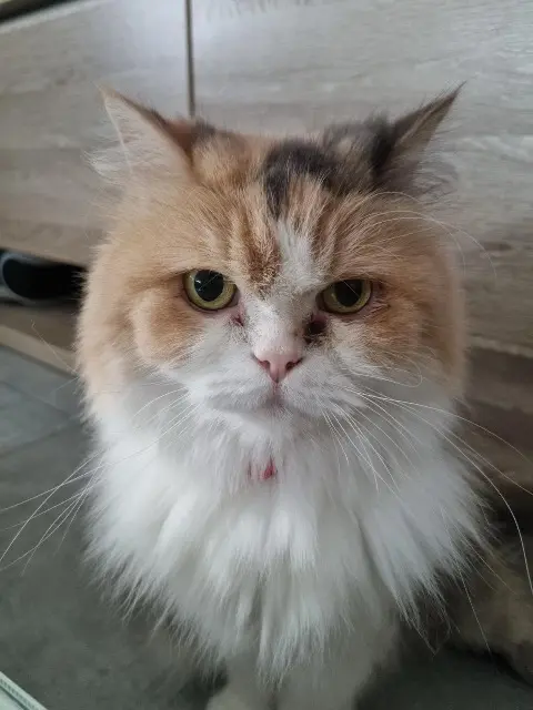 chatte lost   68400 Riedisheim Havana