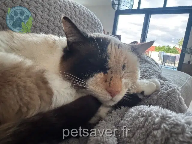 chatte lost 68320 Durrenentzen Havva