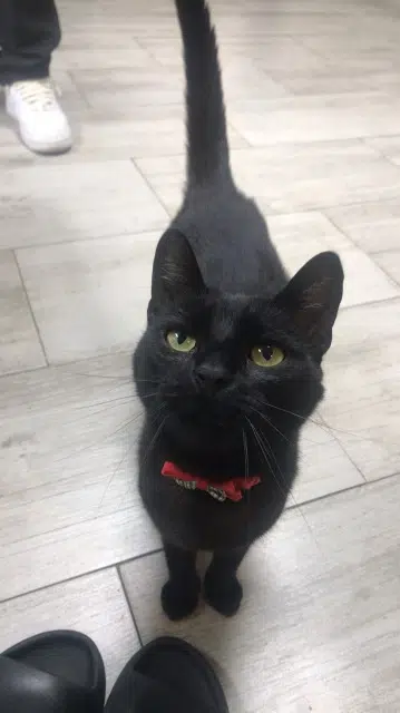 chatte lost   68890 Réguisheim Haze