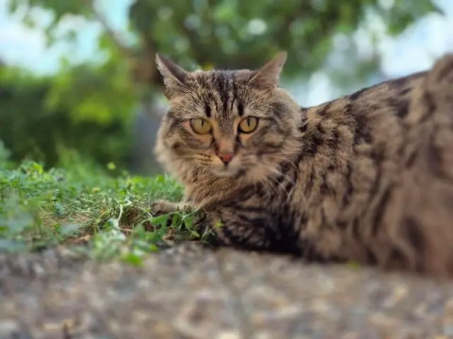 cat lost   68390 Sausheim Hera