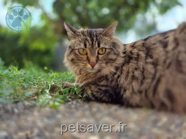gatta persa 68390 Sausheim Hera gatta lost 68390 Sausheim Hera