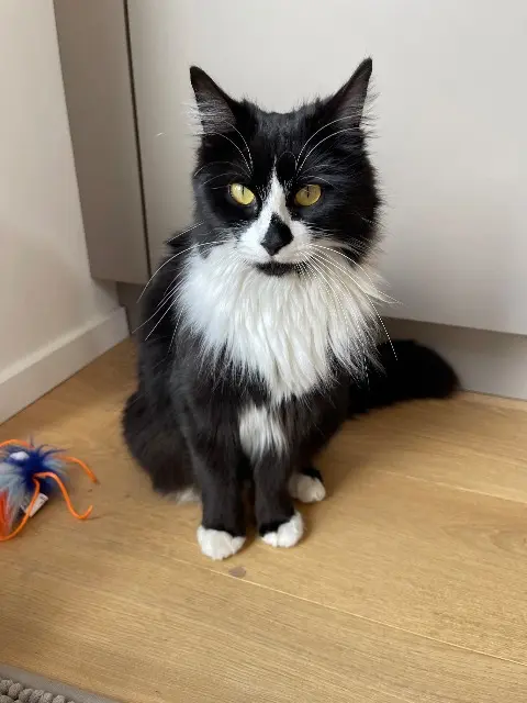chatte lost   68000 Colmar Hindi