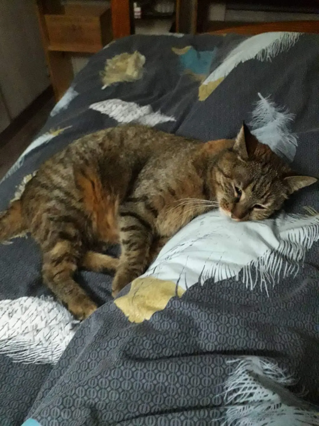 Chatte Perdue 68 Haut-Rhin Chatte Perdue 68 Haut-Rhin