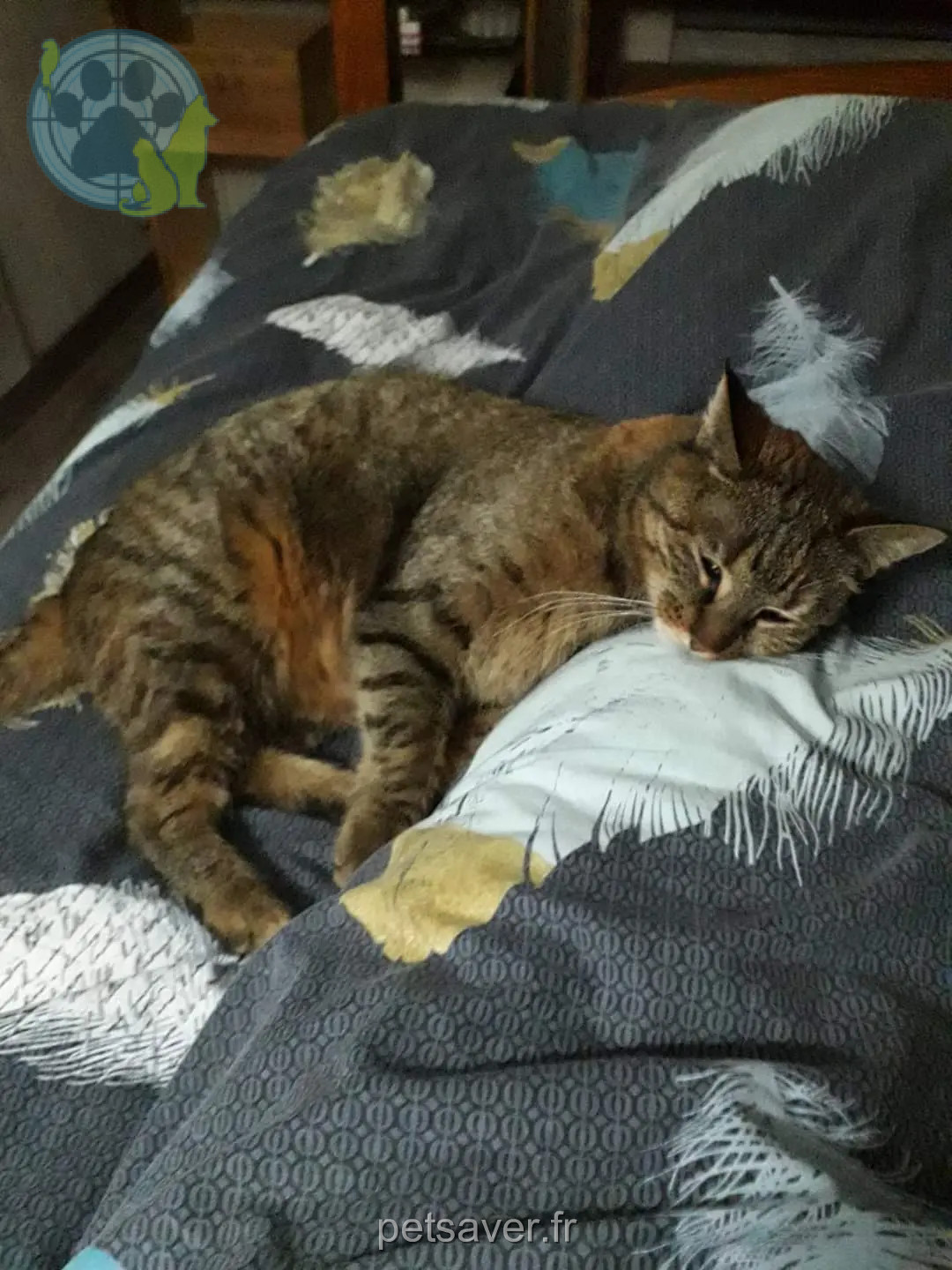 Chatte Perdue 68 Haut-Rhin Chatte Perdue 68 Haut-Rhin