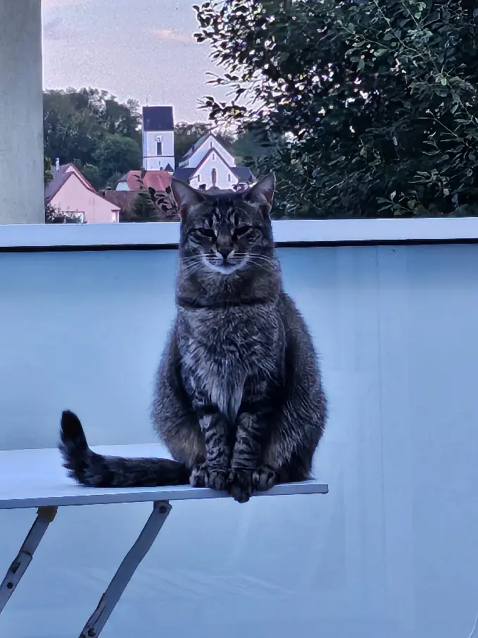 Chatte Perdue 68 Haut-Rhin Chatte Perdue 68 Haut-Rhin