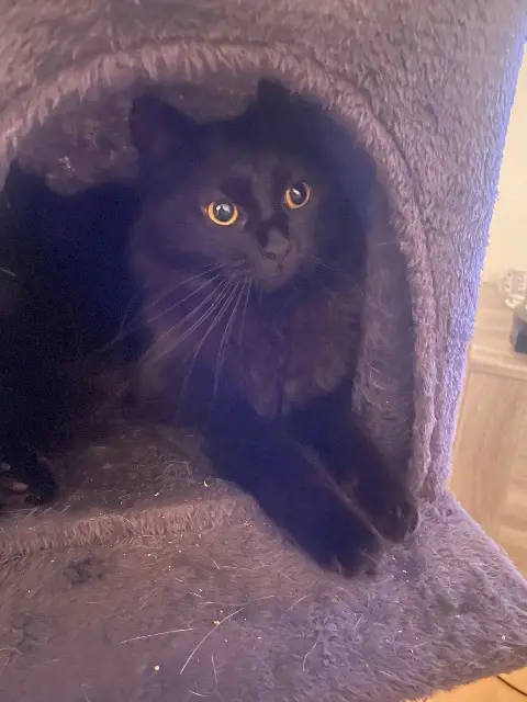 chatte lost   68000 Colmar igor