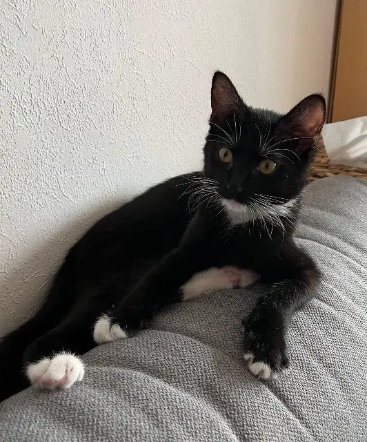 cat lost   68550 Saint-Amarin Isis