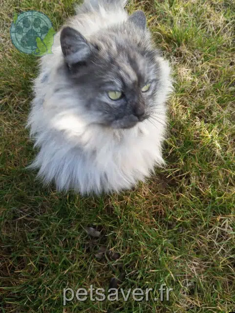 cat lost   68720 Frœningen Ity