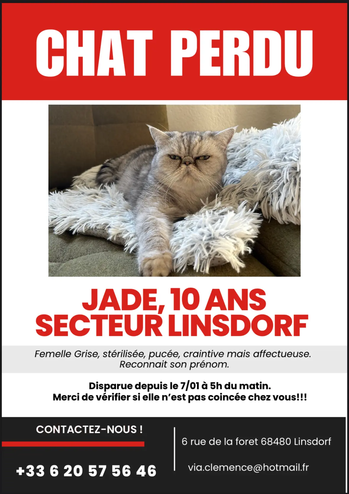 Chatte Perdue 68 Haut-Rhin - Jade Chatte Perdue 68 Haut-Rhin - Jade