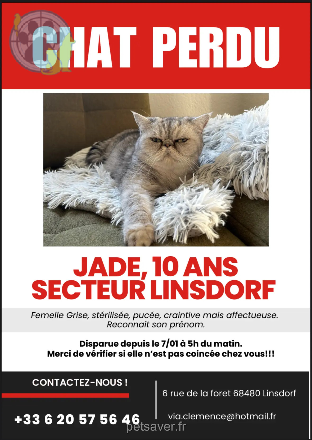 Chatte Perdue 68 Haut-Rhin - Jade Chatte Perdue 68 Haut-Rhin - Jade