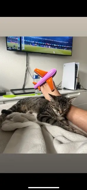 chatte lost   68170 Rixheim Kali