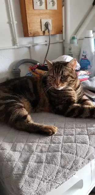 chatte lost   68310 Wittelsheim Kalli