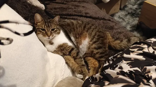 chatte lost   68260 Kingersheim Kassy
