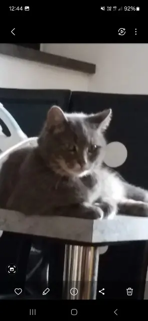 Katze lost   68240 Kaysersberg-Vignoble Grisouille