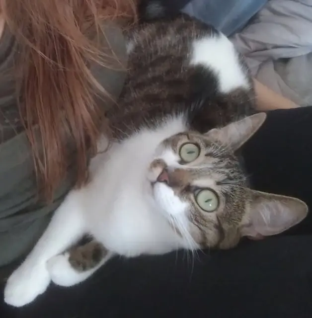 chatte lost   68240 Kaysersberg-Vignoble Nala