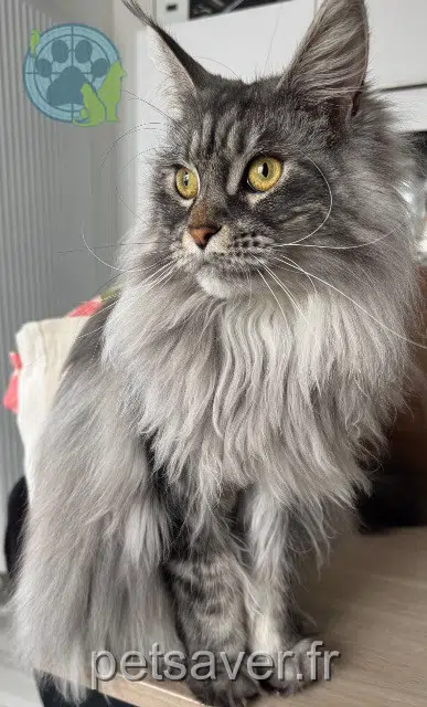 chatte lost   68240 Kaysersberg-Vignoble Veïnna
