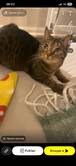 chatte lost   68700 Cernay Kiki