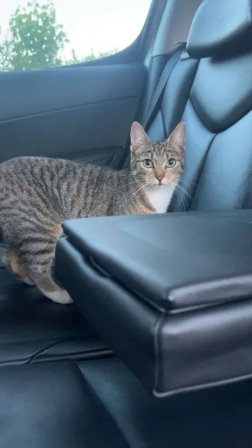chatte lost   68310 Wittelsheim kitty
