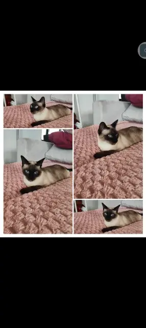 chatte lost   68220 Hégenheim Kitty ou kittily