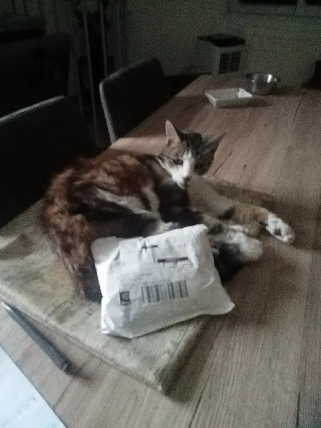 Chatte Perdue 68 Haut-Rhin - Lana Chatte Perdue 68 Haut-Rhin - Lana