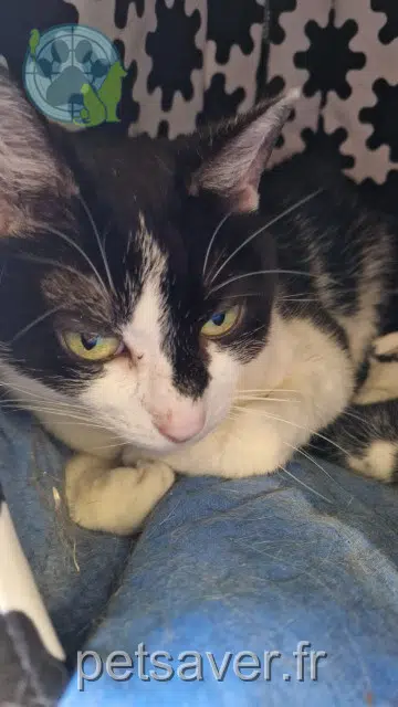 cat lost   68610 Lautenbachzell Rosy