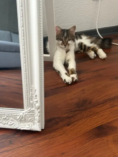 chatte lost   68400 Riedisheim Laya