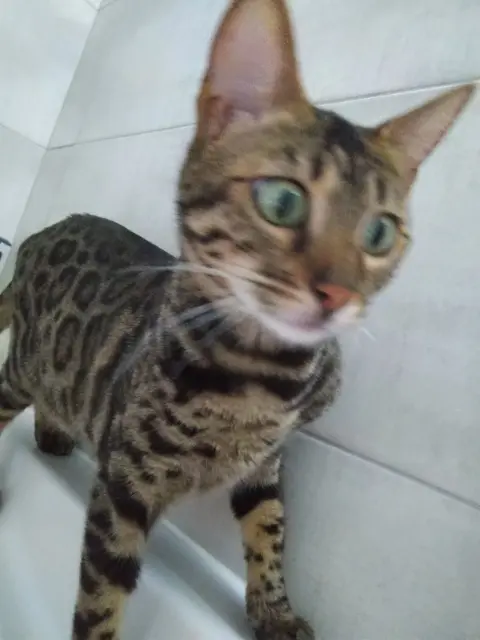 chatte lost   68510 Sierentz Leia