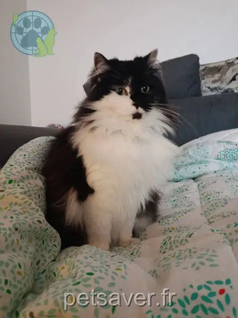chatte lost   68170 Rixheim Lela