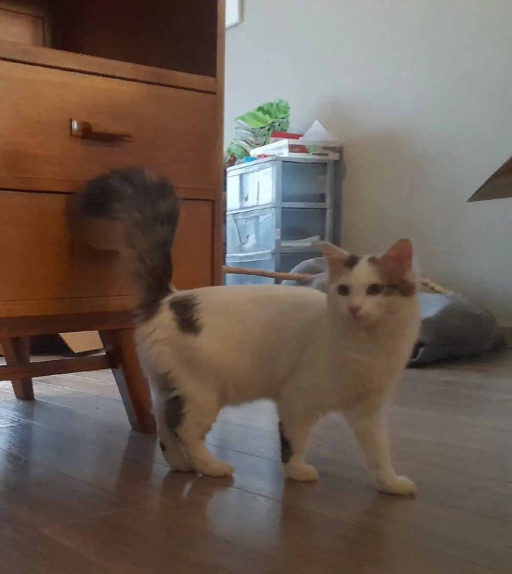 Chatte Perdue 68 Haut-Rhin - Lili Chatte Perdue 68 Haut-Rhin - Lili