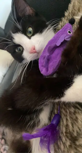 chatte lost   68000 Colmar Lili