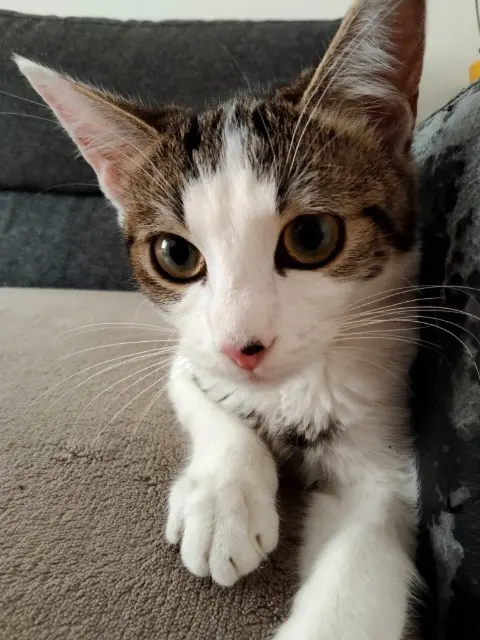 chatte lost   68000 Colmar LILY