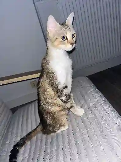 Chatte Perdue 68 Haut-Rhin - Lola Chatte Perdue 68 Haut-Rhin - Lola