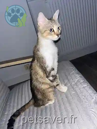 Chatte Perdue 68 Haut-Rhin - Lola Chatte Perdue 68 Haut-Rhin - Lola