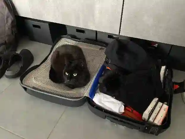 Chatte Perdue 68 Haut-Rhin - Louloute Chatte Perdue 68 Haut-Rhin - Louloute