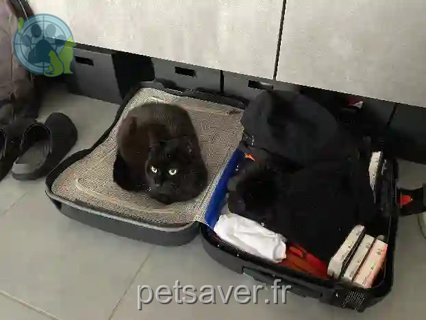 Chatte Perdue 68 Haut-Rhin - Louloute Chatte Perdue 68 Haut-Rhin - Louloute