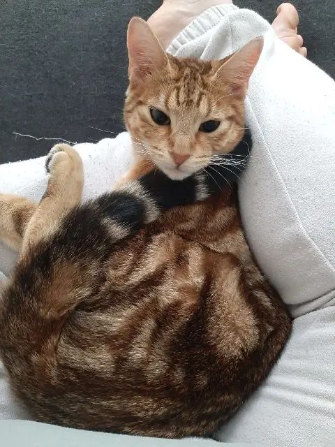 chatte lost   68500 Guebwiller Luna ( Louna )