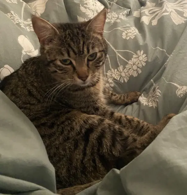 chatte lost   68550 Saint-Amarin Luna