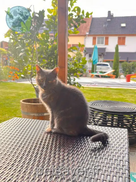 gata lost   68220 Wentzwiller Luna