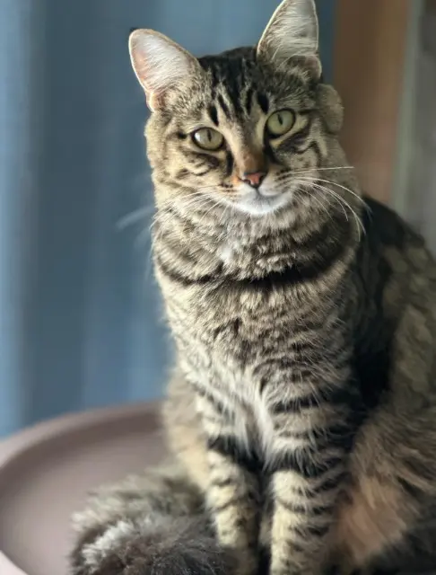 chatte lost   68700 Uffholtz Luna
