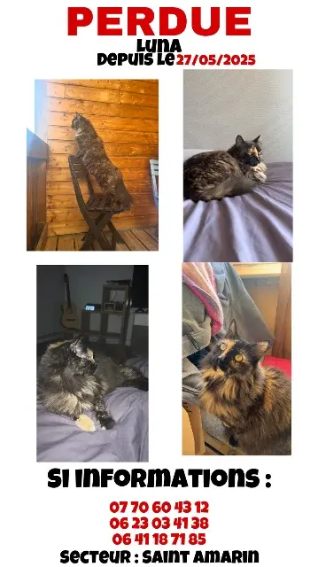 chatte lost   68550 Saint-Amarin Luna