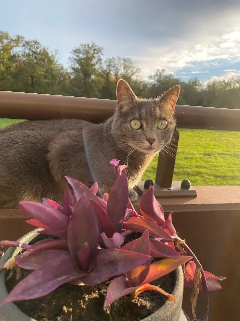 chatte lost   68120 Richwiller Madjine